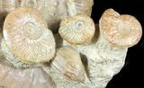 Very Displayable Ammonite Cluster - Dorset, England #45971-1
